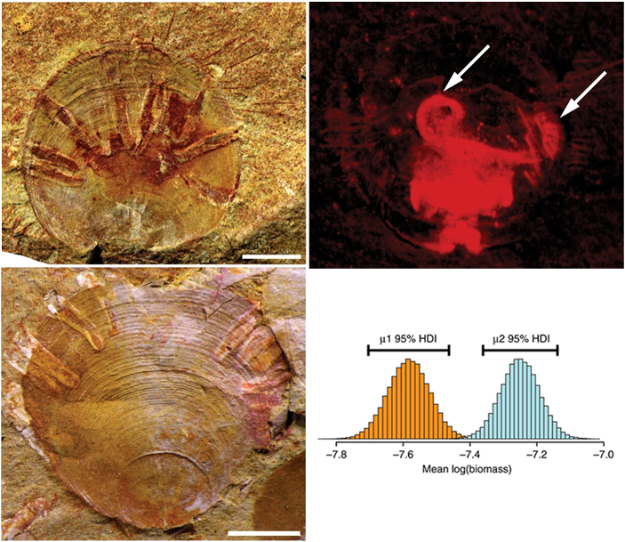 Рис. 5. Раковины оболеллидных брахиопод Neobolus wulongqingensis с трубчатыми обрастателями-клептопаразитами