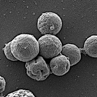 Бактерии с синтетическим неминимальным геномом