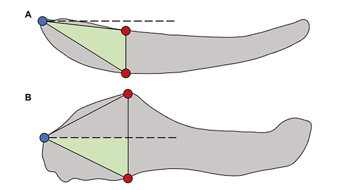 Рис. 4. Положение челюстных мышц у Acanthostega и Dimetrodon