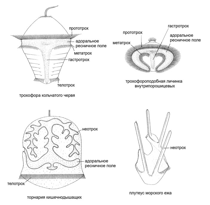 Рис. 1. Причудливый облик ресничных личинок