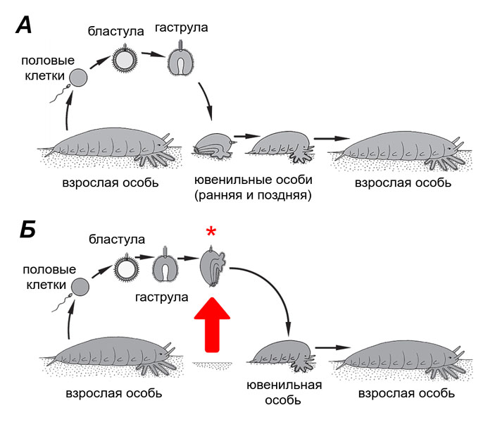 Рис. 3. Ларвализация у билатерий