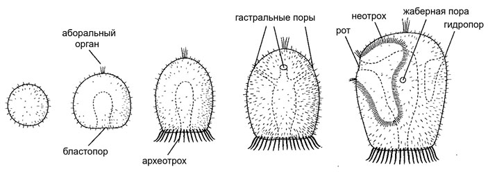 Рис. 5. Происхождение диплеврулы по Нильсену — Нэрревангу