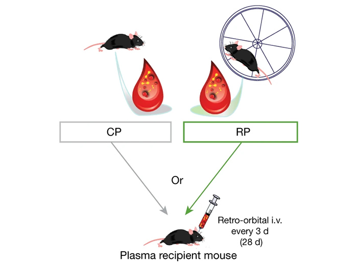 Схема эксперимента с переливанием плазмы