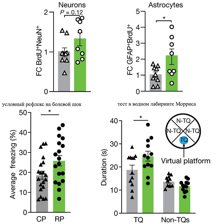 Физиологические и поведенческие показатели у мышей из второй группы после месяца введения им плазмы других мышей
