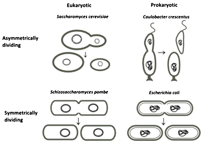 Рис. 3. Симметричное и асимметричное деление встречаются как у эукариот, так и у прокариот