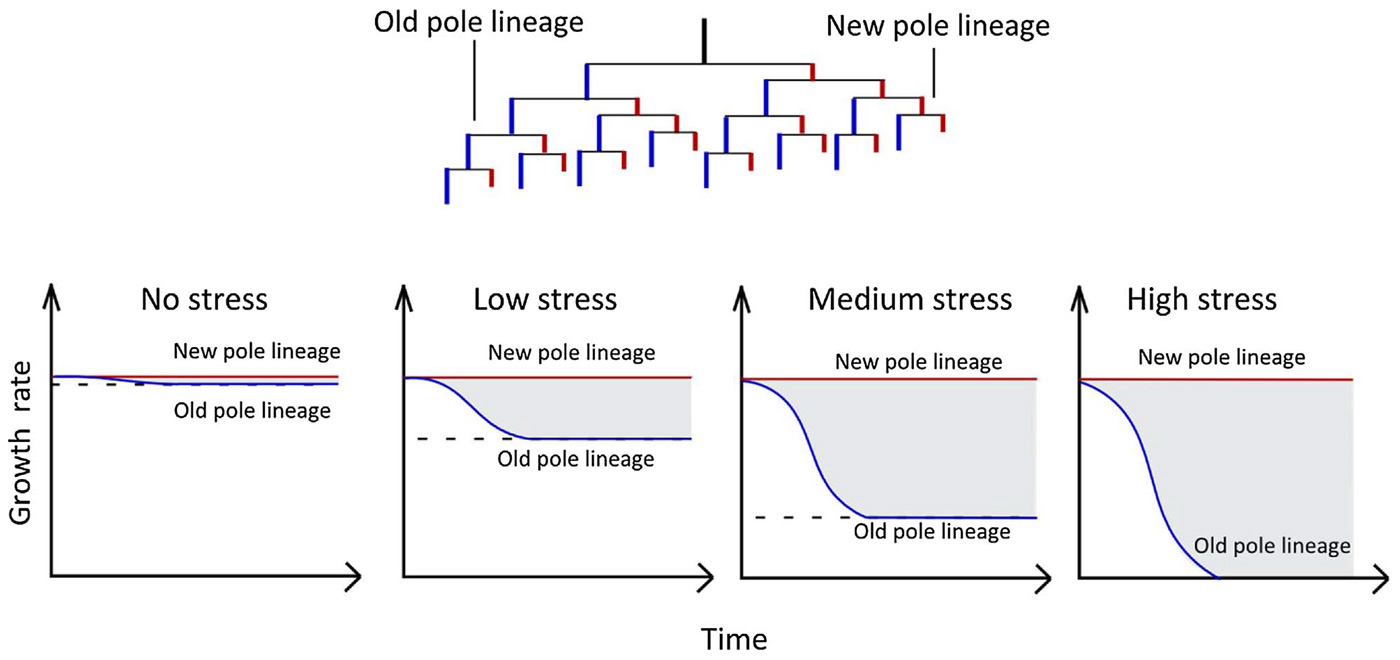 Рис. 5. Сильный стресс увеличивает разрыв в скорости размножения