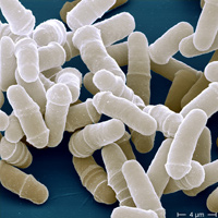 Дробянковые дрожжи Schizosaccharomyces pombe