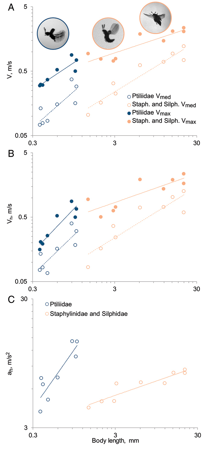 Рис. 4. Параметры полета и размеры тела жуков из близких семейств