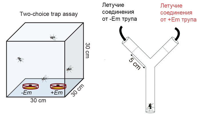 Рис. 5. Схема эксперимента по проверке привлекательности рассеянных конидиев для здоровых самцов комнатных мух
