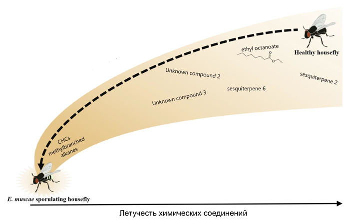 Рис. 8. Концептуальная схема привлечения энтомофторой здоровых самцов мух