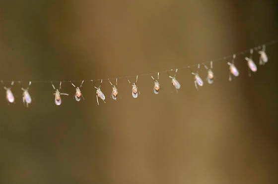 Гирлянда из мушек-галлиц на нити путины