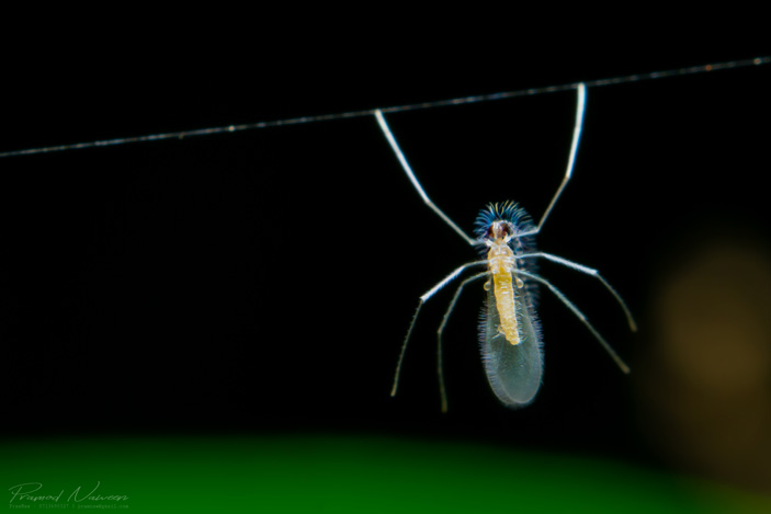 Галлица Aphidoletes aphidimyza на паутинной нити