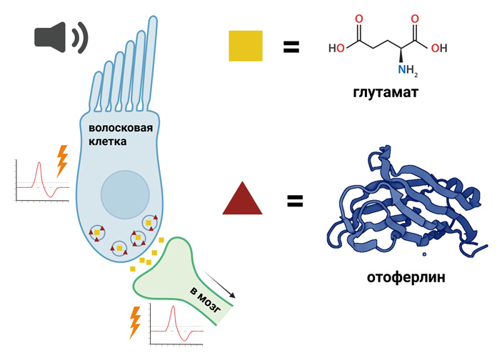 Рис. 3. Волосковые клетки кортиева органа воспринимают колебания жидкости, возбуждаются и передают возбуждение на нервное волокно слухового нерва посредством глутаматного синапса