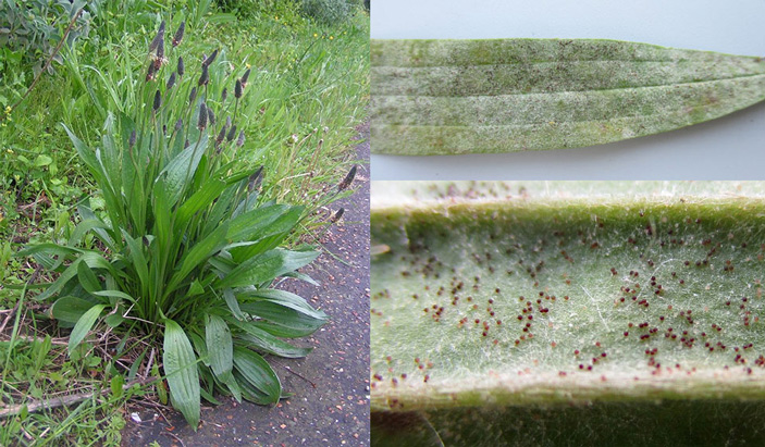 Рис. 1. Подорожник ланцетолистный (Plantago lanceolata)