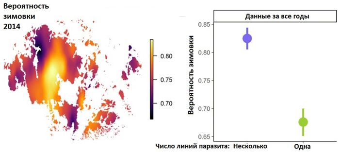 Рис. 5. Вероятность успешной зимовки паразита в 2014–2015 гг