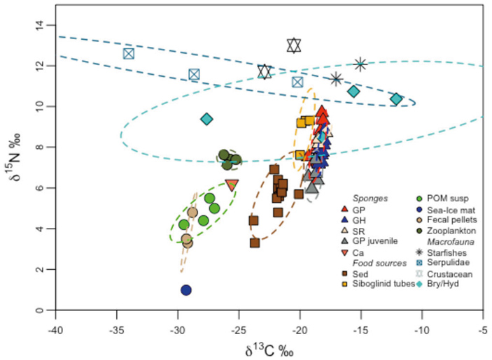 Рис. 3. Содержание стабильных изотопов 13C и 15N в обыкновенных губках с горы Карасика