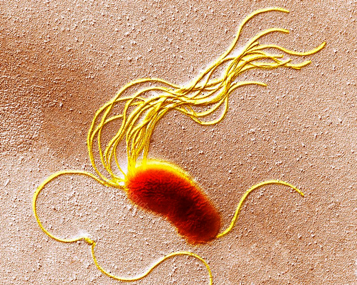 Бактерия Pseudomonas fluorescens