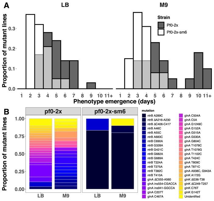 Рис. 4. Адаптация штаммов Pf0-2x и Pf0-2x-sm6 к росту на агаризованной среде