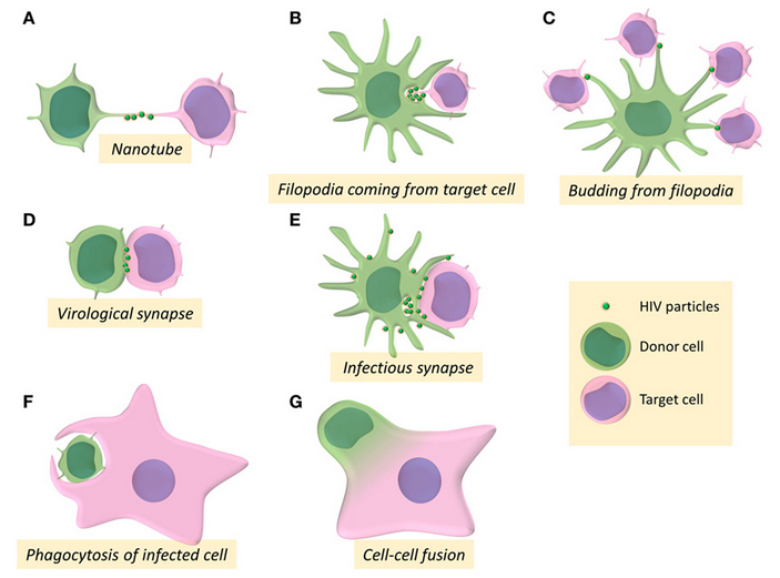 Рис. 2. Неклассические способы распространения ВИЧ