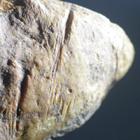 Кости с отметинами от каменных орудий из Грэунчану