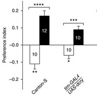 Рис. 1. Человеческий криптохром позволяет дрозофилам ориентироваться в магнитном поле. Только отсутствие криптохрома как такового не позволяет мухам ощущать магнитное поле. Изображение из обсуждаемой статьи в Nature Communications