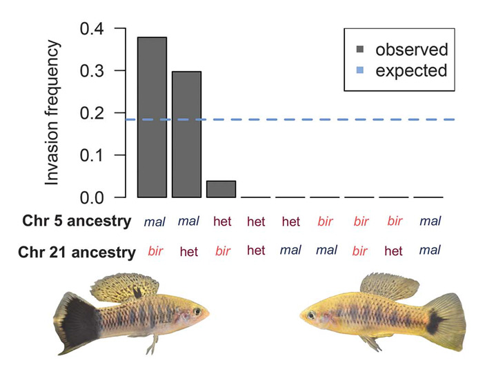 Рис. 3. Частота встречаемости меланомы у гибридов