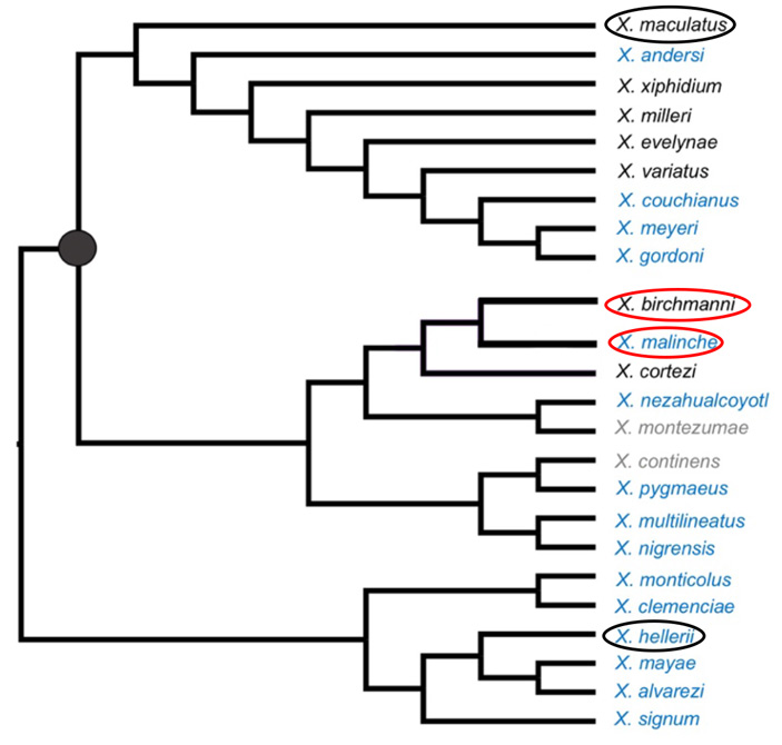 Рис. 4. Эволюционное дерево меченосцев