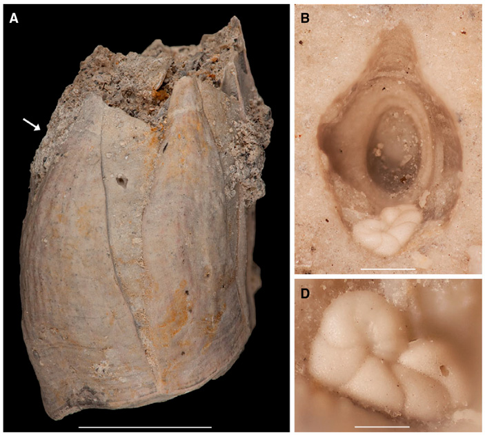 Сверление Oichnus ovalis на панцире усоногого рака Tamiasoma sp.