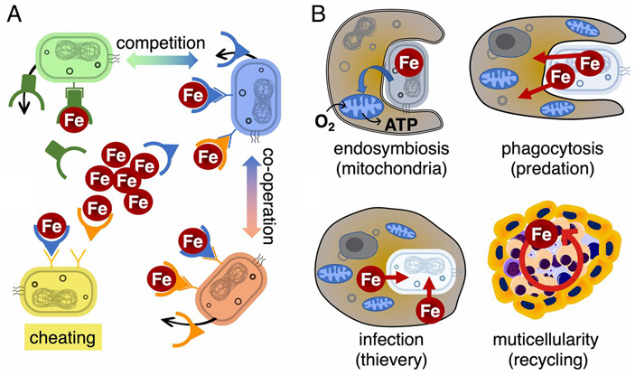 Рис. 3. Варианты адаптации одноклеточных к низкой доступности железа