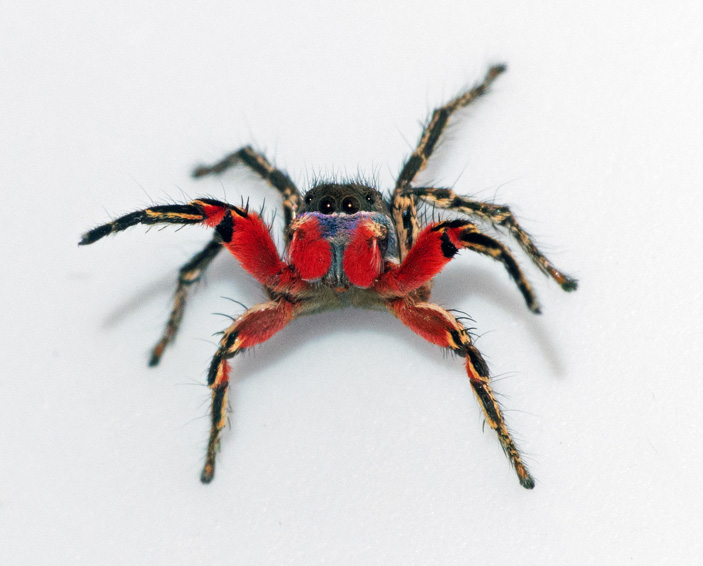 Рис. 1. Самец паука-скакунчика Habronattus americanus