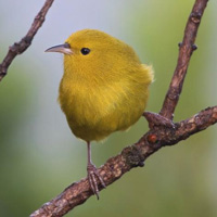 Рис. 1. Гавайские цветочницы: акеке, анианиу, кауайская амакихи