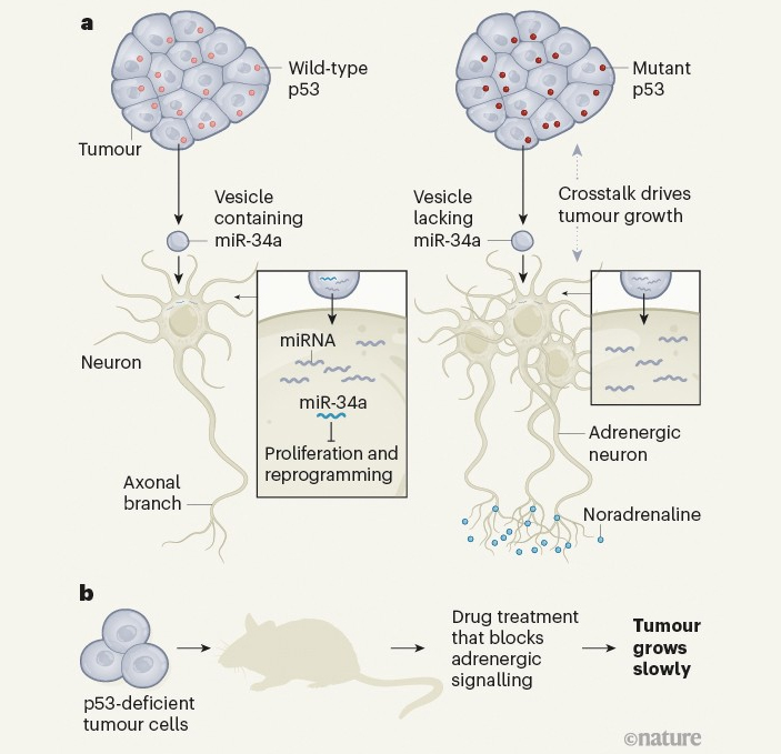 Рис. 1. Графическое представление выводов из обсуждаемой работы