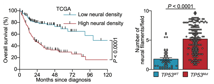 Рис. 2. Выживаемость пациентов с карциномой ротовой полости