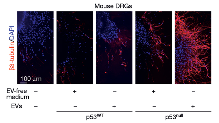 Рис. 3. Результаты культивирования нервных ганглиев мышей в среде