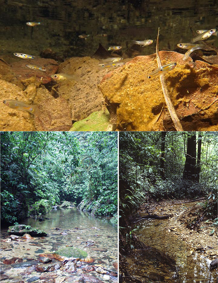 Тринидадские гуппи