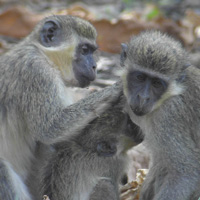 Рис. 1. Верветки и зеленые мартышки