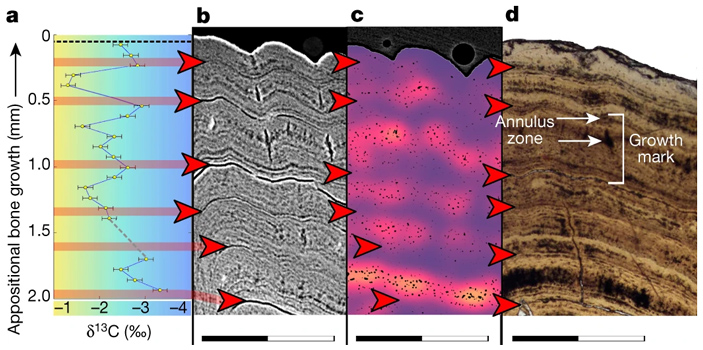 Рис. 5. Линии нарастания и δ13C в зубной кости одного из танисских веслоносов