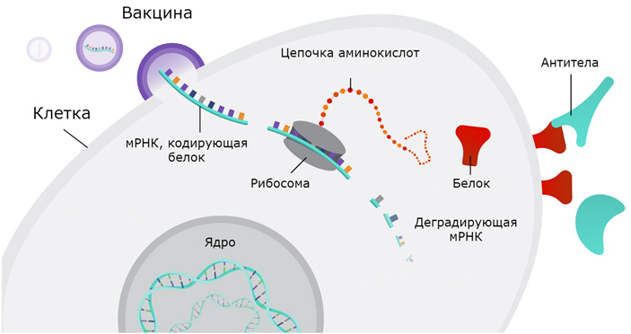 Рис. 1. Общий принцип действия мРНК-вакцин