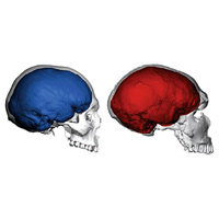 Черепа новорожденных и взрослых представителей Homo neanderthalensis и H. sapiens. Рисунок из синопсиса к обсуждаемой статье в Current Biology