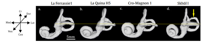 Рис. 4. Костный лабиринт двух неандертальцев, верхнепалеолитического сапиенса и Схул 1
