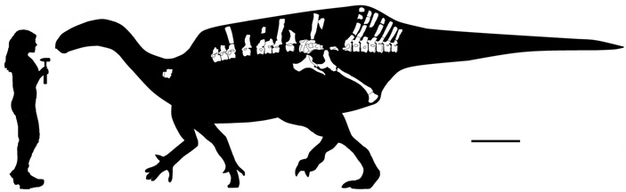 Голотип истиорахиса MIWG 6643