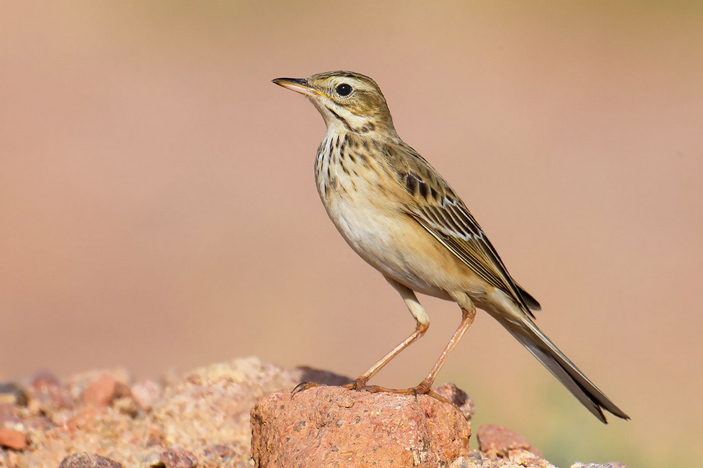 Степной конёк (Anthus richardi)
