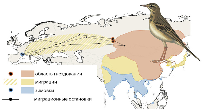 Рис. 2. Гнездовой и зимовочных ареалы степного конька