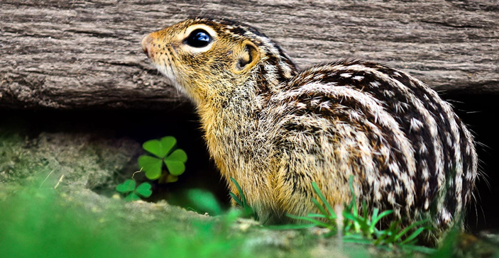 Рис. 1. Тринадцатиполосые суслики (Ictidomys tridecemlineatus) оказались удобным объектом для изучения спячки