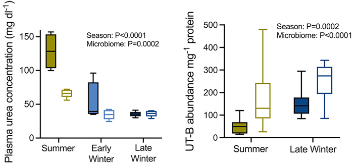 Рис. 2. Концентрация мочевины в крови сусликов