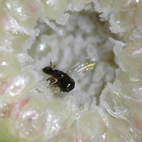 Самка агаониды-обманщицы Eupristina sp., откладывающая яйца в сиконии фикуса