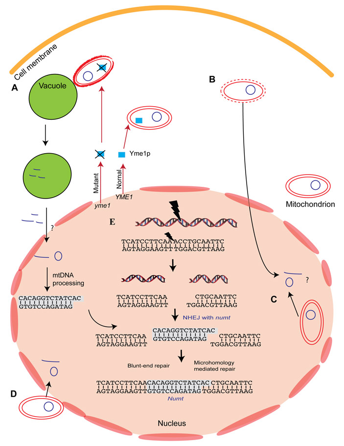 Рис. 2. Гипотетические пути образования NUMT