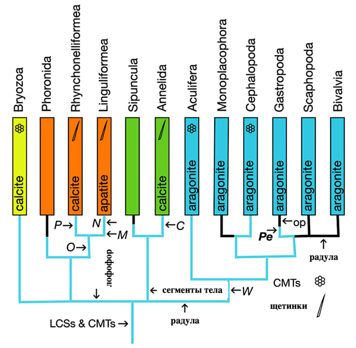 Рис. 4. Родословная некоторых групп Lophotrochozoa