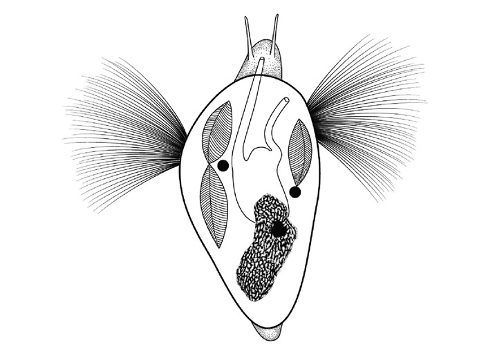 Рис. 5. Реконструкция Pelagiella exigua