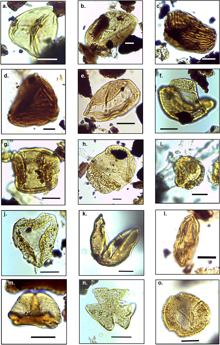 Рис. 2. Пыльца и споры растений умеренного дождевого леса из позднемеловых отложений моря Амундсена